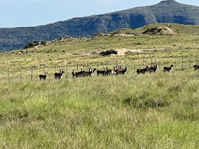 0 Bedroom Property for Sale in Fouriesburg Free State